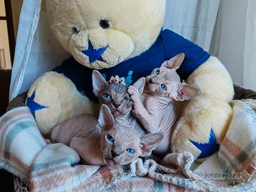 cuccioli di canadian sphynx