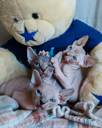 cuccioli di canadian sphynx
