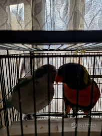 Parrocchetto monaco e loricheto arcobaleno