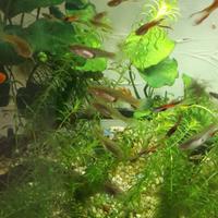 Cuccioli di endler maschi e femmine