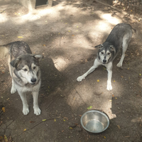 Husky mamma e figlia già vaccinate e sterilizzate