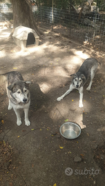 Husky mamma e figlia già vaccinate e sterilizzate