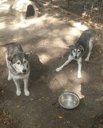 Husky mamma e figlia già vaccinate e sterilizzate