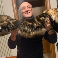 Maine coon maschio per accoppiamento