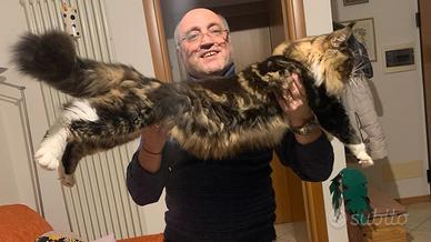 Maine coon maschio per accoppiamento