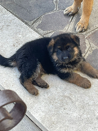 Cucciola di Pastore Tedesco - Roma Sud