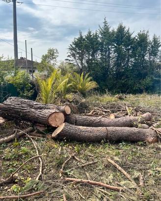 Legna da ardere - alberi da tagliare
