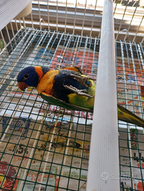 Lory arcobaleno femmine allevate a mano