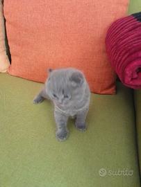 Cuccioli di gattini scottish straight e fold
