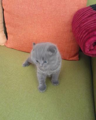 Cuccioli di gattini scottish straight e fold