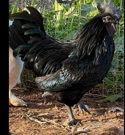 Gallo Cemani