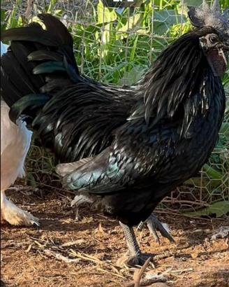 Gallo Cemani
