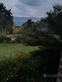 Villa indipendente