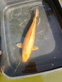 Carpa koi pesci