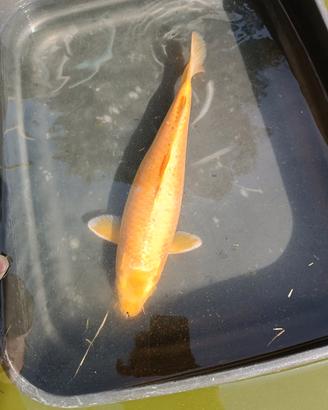 Carpa koi pesci