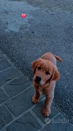 Cucciola Golden Americano