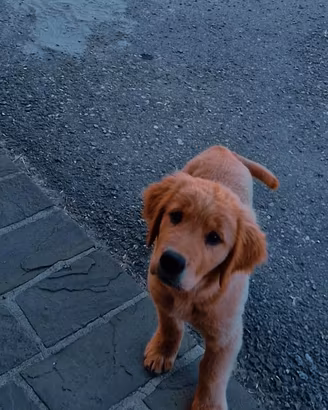 Cucciola Golden Americano
