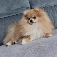 Femmina spitz tedesco nano adulta