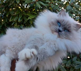 Gatta RAGDOLL adulta con pedigree