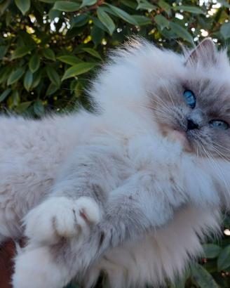 Gatta RAGDOLL adulta con pedigree