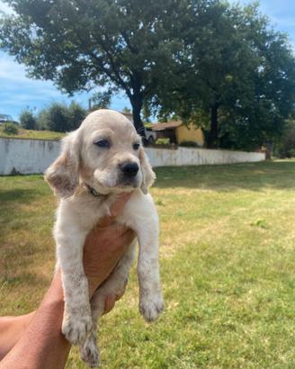 Cani da caccia