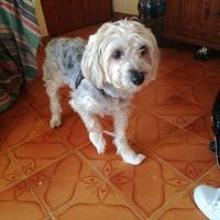 Cane per accoppiamento