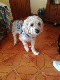 Cane per accoppiamento