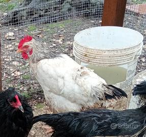 Galline
