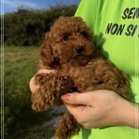 ALEVAMENTO ARVEN HOUSE  barboncino toy