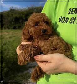 ALEVAMENTO ARVEN HOUSE  barboncino toy