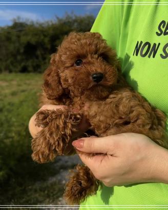 ALEVAMENTO ARVEN HOUSE  barboncino toy