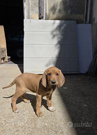 Cucciolo Segugio Italiano