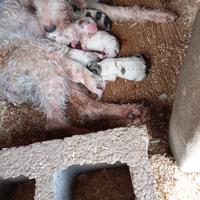 Cuccioli di segugio vandeano