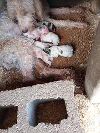 Cuccioli di segugio vandeano