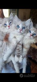 Cuccioli ragdoll.pedigree