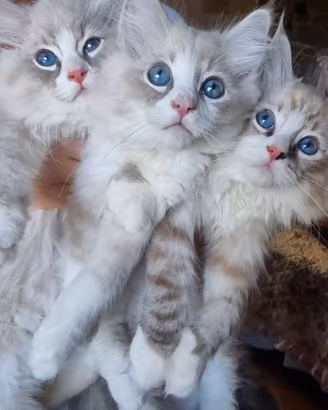 Cuccioli ragdoll.pedigree