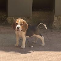 Beagle
