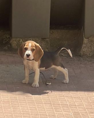 Beagle