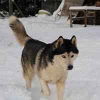 Siberian husky femmina