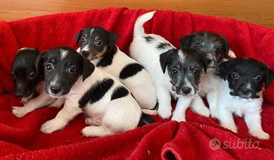 Cuccioli Jack Russell Terrier