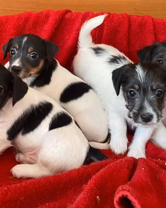 Cuccioli Jack Russell Terrier