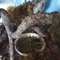 decorazioni naturali per terrari e acquari