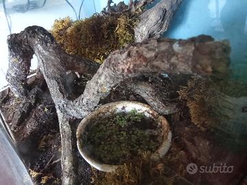 decorazioni naturali per terrari e acquari