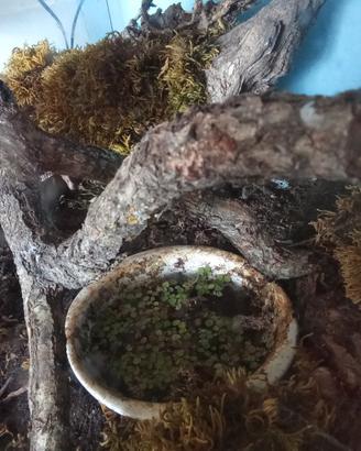 decorazioni naturali per terrari e acquari