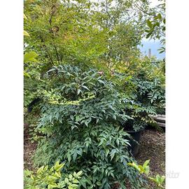 Nandina