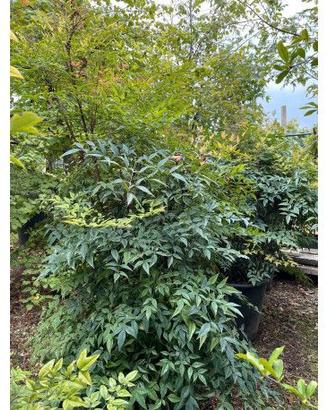 Nandina