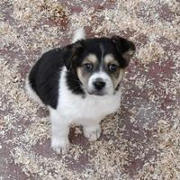 Cucciolo mix beagle e pastorino in adozione