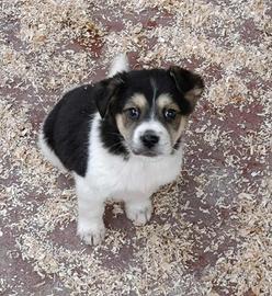 Cucciolo mix beagle e pastorino in adozione