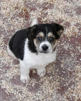 Cucciolo mix beagle e pastorino in adozione