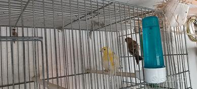 canari
